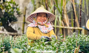 Hàng trăm nghìn chậu hoa cúc Tết ở Quảng Ngãi chưa nở đã được mua sạch