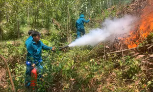 Đốt thực bì giữa nắng nóng, lửa cháy lan đồi keo