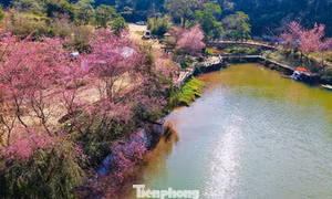Hoa anh đào 'nhuộm hồng' Măng Đen