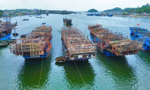 Lý do ngư dân Quảng Ngãi ra cảng cá Đà Nẵng xác nhận nguồn gốc, bốc dỡ hải sản