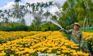 Làng hoa hơn 50 năm rộn ràng chở xuân khắp mọi miền
