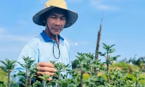 Loài hoa cúc lạ chưa Tết đã 'cháy hàng'