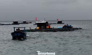 Biển động do bão số 12, đảo Bé Lý Sơn dự trữ 1 tấn gạo phòng bị cô lập
