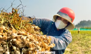 'Vàng trắng' ở đảo Lý Sơn mất giá