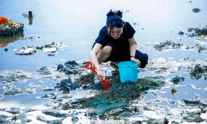 Bạn trẻ Đà Nẵng đổ ra vịnh lội bùn 'săn' ốc móng tay