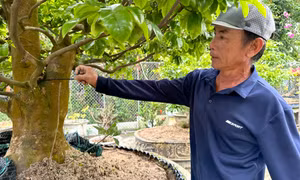 Sau Tết, nhà vườn tất bật 'hồi sức' mai vàng, chi phí cả chục triệu đồng