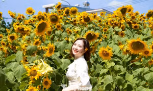 Mê mẩn cánh đồng hướng dương rực vàng dưới chân núi ở Đà Nẵng