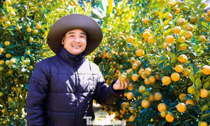 Quất Tết trúng mùa, nhà vườn dồn dập chốt đơn 