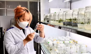 ĐH Duy Tân đào tạo ngành Công nghệ Sinh học và Dược sĩ Đại học tích hợp các đồ án nghiên cứu