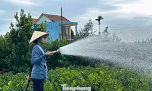 Nông dân Hội An tất bật chăm quất cảnh trước nỗi lo dịch bệnh, thời tiết