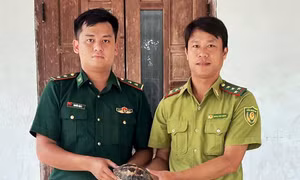Rùa quý trên đường Hồ Chí Minh sắp trở lại rừng