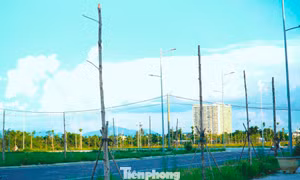 Hàng trăm cây xanh chết khô ở khu đô thị xanh nghìn tỷ
