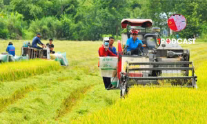 Sử dụng đất sai mục đích, khi bị thu hồi có được bồi thường cây trồng vật nuôi?