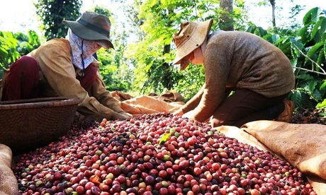 Hai ngành hàng xuất khẩu tỷ USD 'cầu cứu' Thủ tướng 
