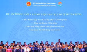 Hành trình quốc bảo sâm Việt Nam và chuẩn hoá dược liệu Việt
