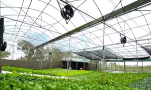 Agribank kiến tạo chuẩn mực tín dụng xanh