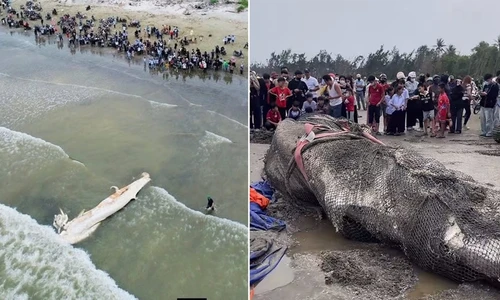 Hiện tượng cá voi 5 tấn dạt vào bờ biển Nghệ An có thể giải thích thế nào?