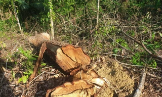 Cận cảnh khu rừng phòng hộ bị bán trái phép