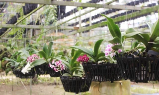 Đã mắt ngắm vườn lan bạc tỷ của chàng cử nhân công nghệ thông tin