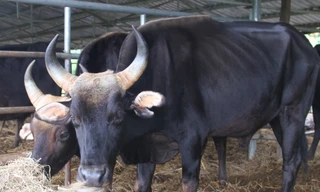 Dự án nghiên cứu kết thúc, đàn bò tót F1 ở Ninh Thuận bỗng suy kiệt gầy trơ xương 