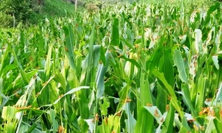 Hàng triệu con châu chấu lưng vàng đang tàn phá hoa màu ở Mường Lát, Thanh Hoá