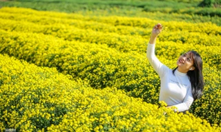 Ngất ngây cánh đồng Cúc tiến vua vàng rực gần Hà Nội