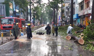 TPHCM: Người bị cây ngã đè ở quận 10 tử vong tại bệnh viện
