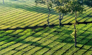 Đường cờ - Điểm nhấn độc đáo của Tiền Phong Marathon 2021