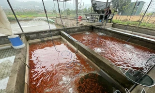Làng nuôi cá chép đỏ ở Phú Thọ hối hả chuẩn bị cho ngày ông Công ông Táo