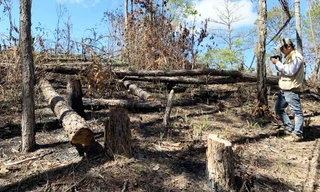 Rừng thông bị cưa hạ ngổn ngang, bảng quảng cáo bán đất đua nhau 'mọc' 