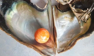 Được 'bụt' báo mộng, ngư dân tìm thấy viên ngọc trai màu cam giá gần 8 tỉ