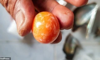 Viên ngọc trai melo màu cam quý giá được Hatchai vô tình tìm thấy trên bờ biển. 