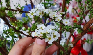 Độc đáo 'hoa nghìn nụ' được người dân đất Cảng săn đón dịp tết