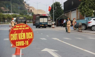 Trốn trên xe chở heo hòng né chốt kiểm dịch