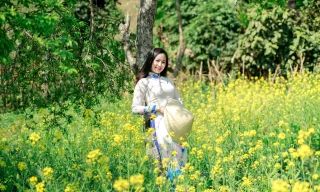 Ngắm tà áo dài thướt tha bên sắc vàng hoa cải nơi độ cao 1500m