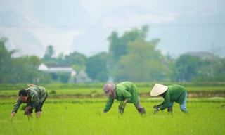 Bà con nông dân rộn ràng xuống đồng đầu năm mới