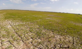 Ruộng đồng 'hấp hối'