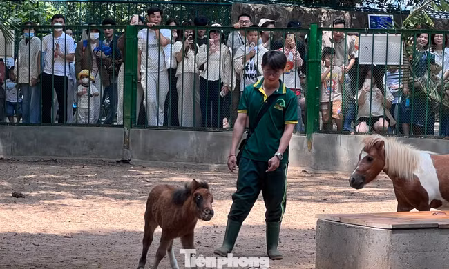 Du khách háo hức dự đầy tháng bé ngựa lùn Cacao