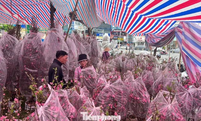 Tín hiệu bất ngờ ở 'chợ hoa đào' lớn nhất TPHCM