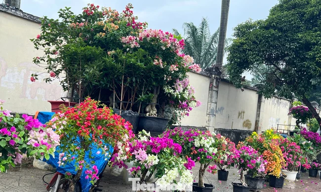 Hoa Tết về phố, 'bỏng tay' giá bưởi Diễn ở TPHCM