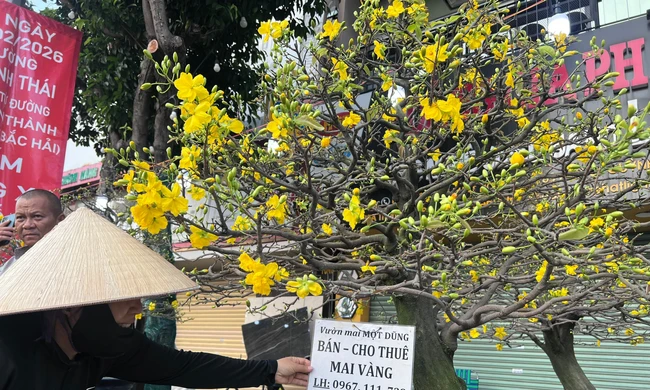 Thuê hoa kiểng chơi Tết: ‘Lên đời’ thú chơi xuân