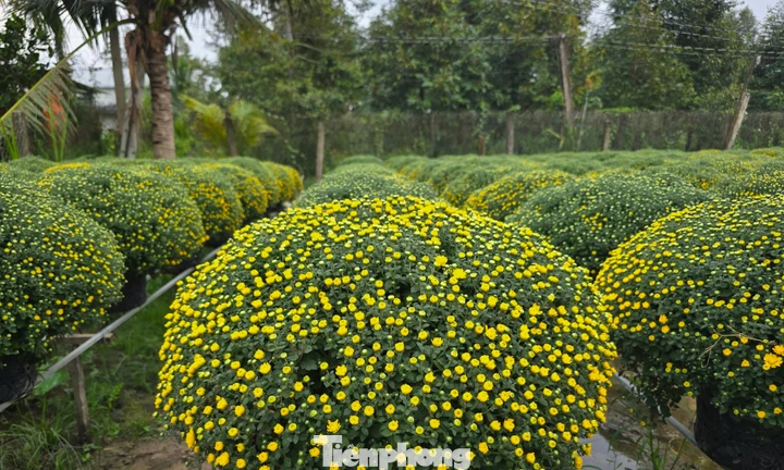 Thủ phủ hoa kiểng Vĩnh Long vào vụ Tết, cúc mâm xôi hút hàng