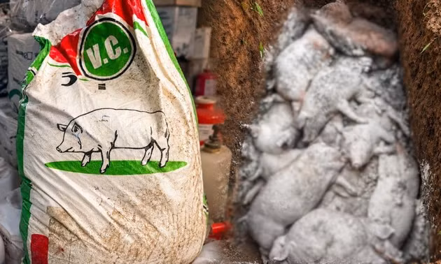 Hé lộ thủ đoạn nuôi heo vỗ béo ở một số trang trại phía Nam