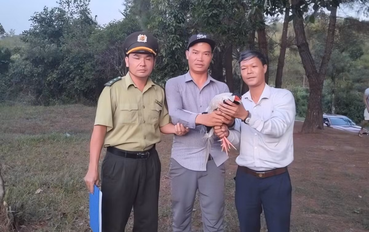 ga-loi-trang-quy-hiem.jpg