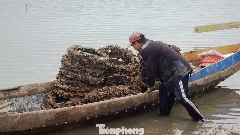 tp-c_vo-lop-dung-nuoi-haub.jpg