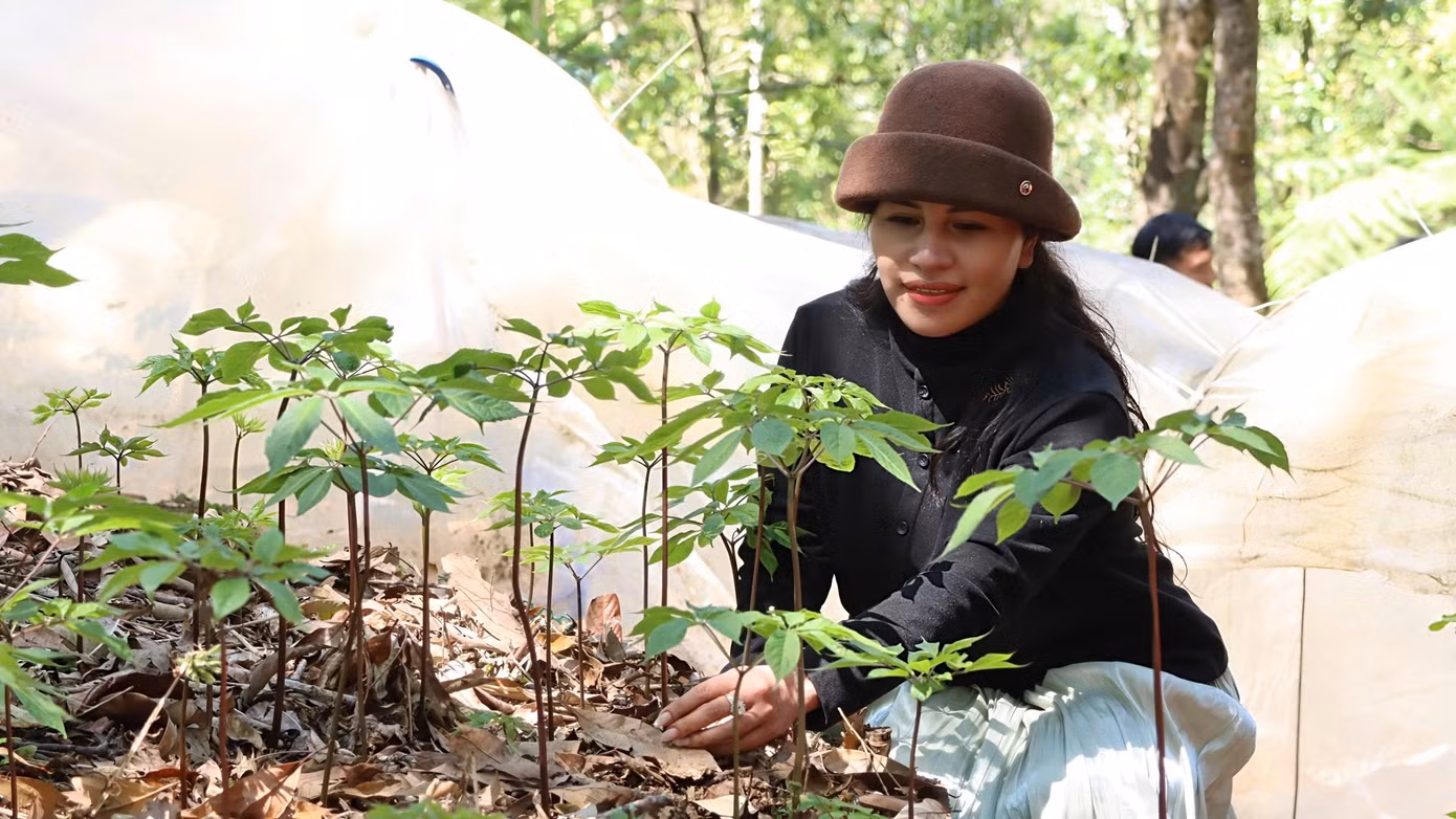 anh-sam-ngoc-linh-5.jpg