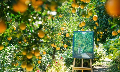 Vườn cam như trong phim hút khách du lịch Mộc Châu