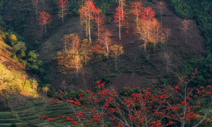 Hoa gạo 'thắp lửa' khắp núi rừng Tây Bắc 