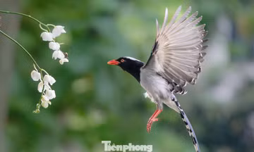 Chim hoang dã về phố làm tổ, thản nhiên dạo vỉa hè Hà Nội