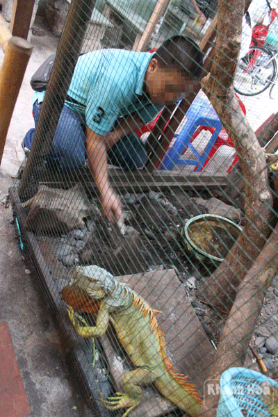 Theo anh Trung, loài kỳ nhông này rất dễ nuôi và “thân thiện” với con người